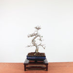 Bonsai Ulmus Parvifolia 'Chinese iep'
