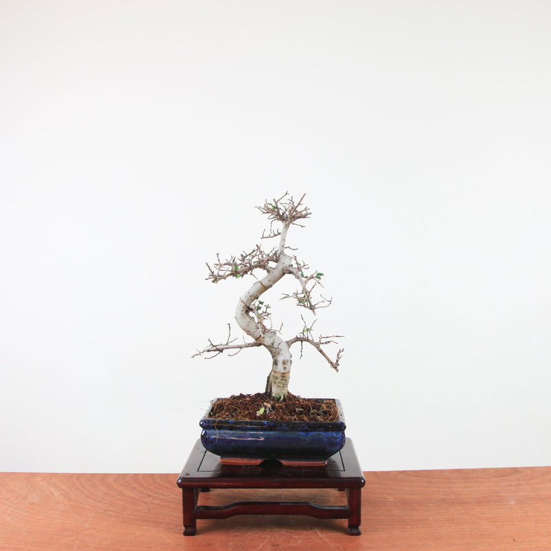Bonsai Ulmus Parvifolia 'Chinese iep'