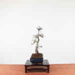Bonsai Ulmus Parvifolia 'Chinese iep'