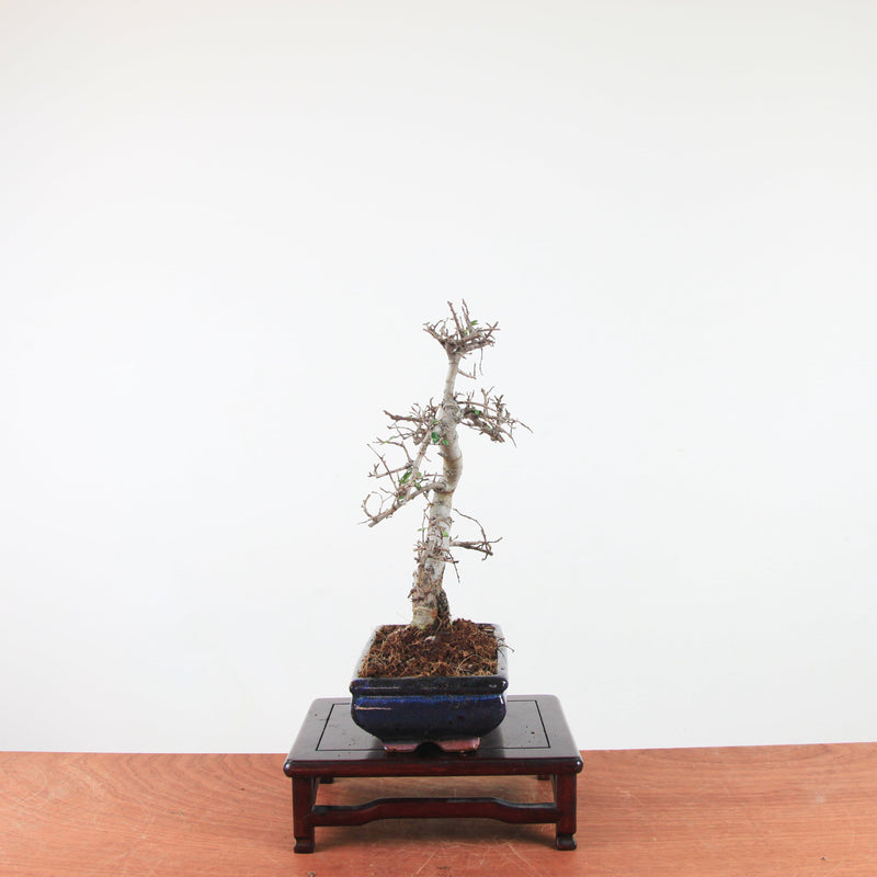 Bonsai Ulmus Parvifolia 'Chinese iep'