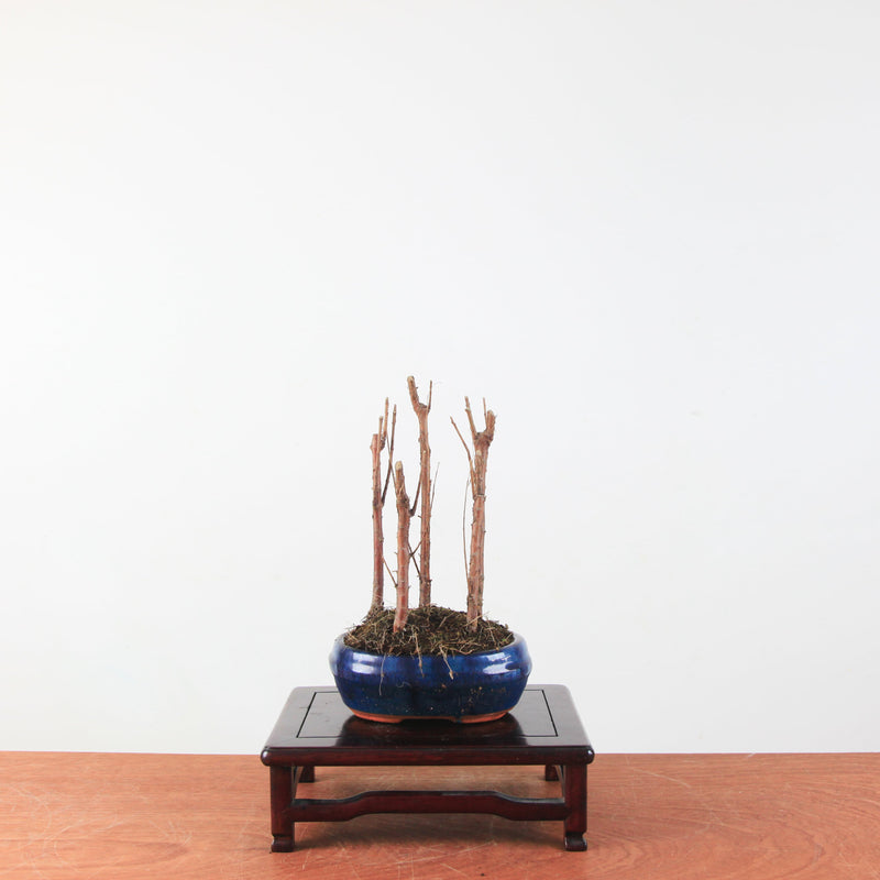 Bonsai Metasequoia 'watercipres' forest