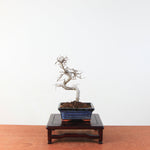 Bonsai Ulmus Parvifolia 'Chinese iep'