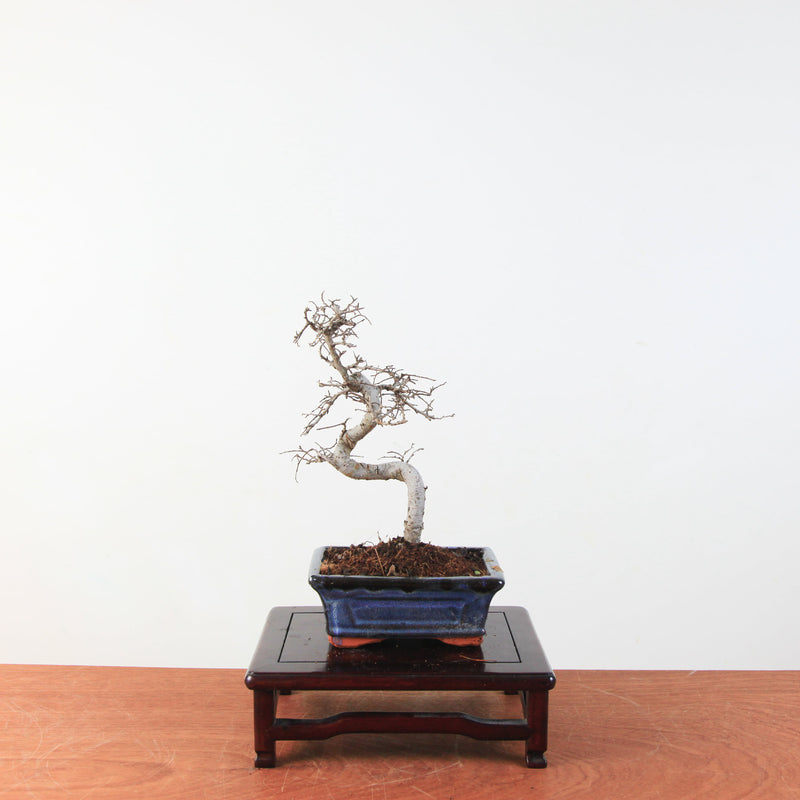 Bonsai Ulmus Parvifolia 'Chinese iep'
