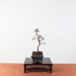Bonsai Ulmus Parvifolia 'Chinese iep'