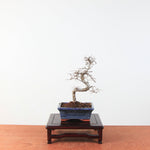 Bonsai Ulmus Parvifolia 'Chinese iep'