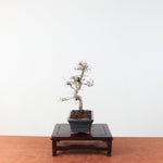 Bonsai Ulmus Parvifolia 'Chinese iep'