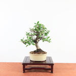 Bonsai Pyracantha