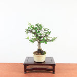 Bonsai Pyracantha