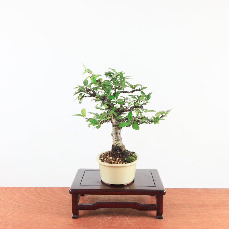 Bonsai Pyracantha
