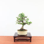 Bonsai Pyracantha