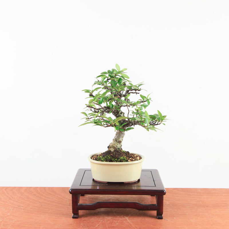 Bonsai Pyracantha