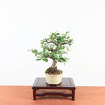 Bonsai Pyracantha
