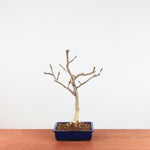 Bonsai Wisteria Floribunda 'Japanse blauwe regen'