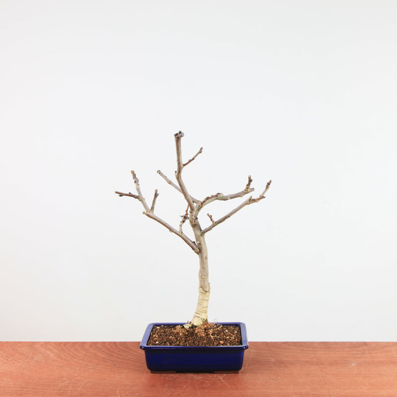 Bonsai Wisteria Floribunda 'Japanse blauwe regen'