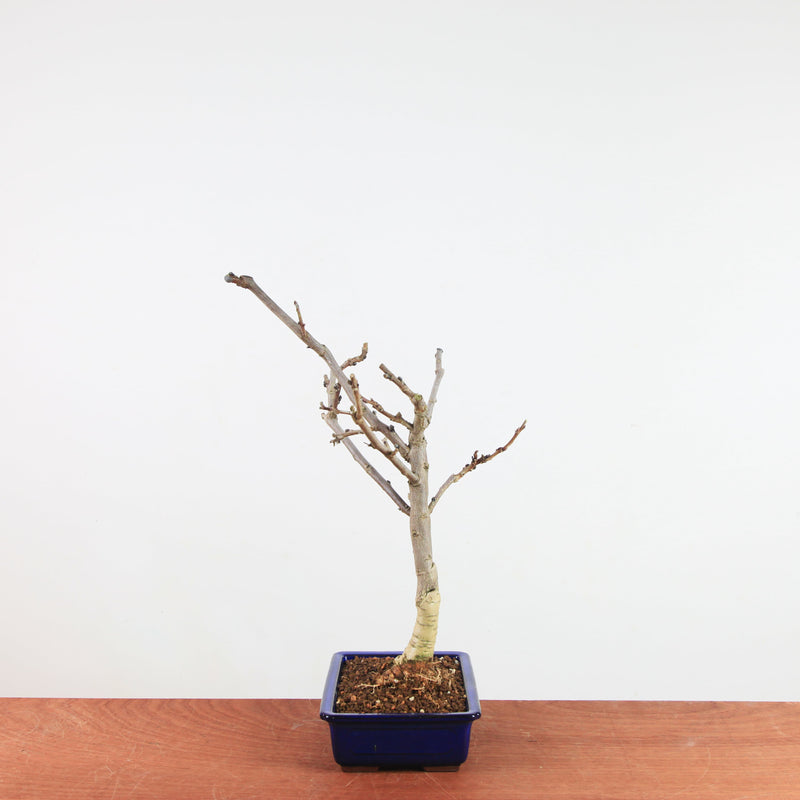 Bonsai Wisteria Floribunda 'Japanse blauwe regen'