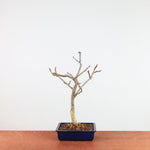 Bonsai Wisteria Floribunda 'Japanse blauwe regen'