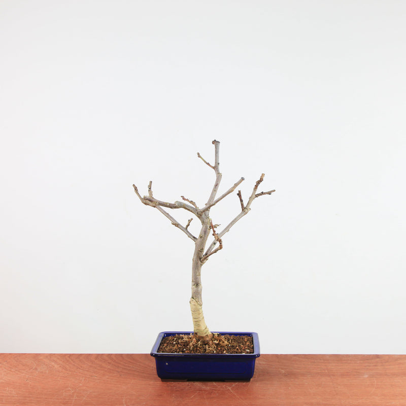 Bonsai Wisteria Floribunda 'Japanse blauwe regen'