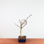 Bonsai Wisteria Floribunda 'Japanse blauwe regen'
