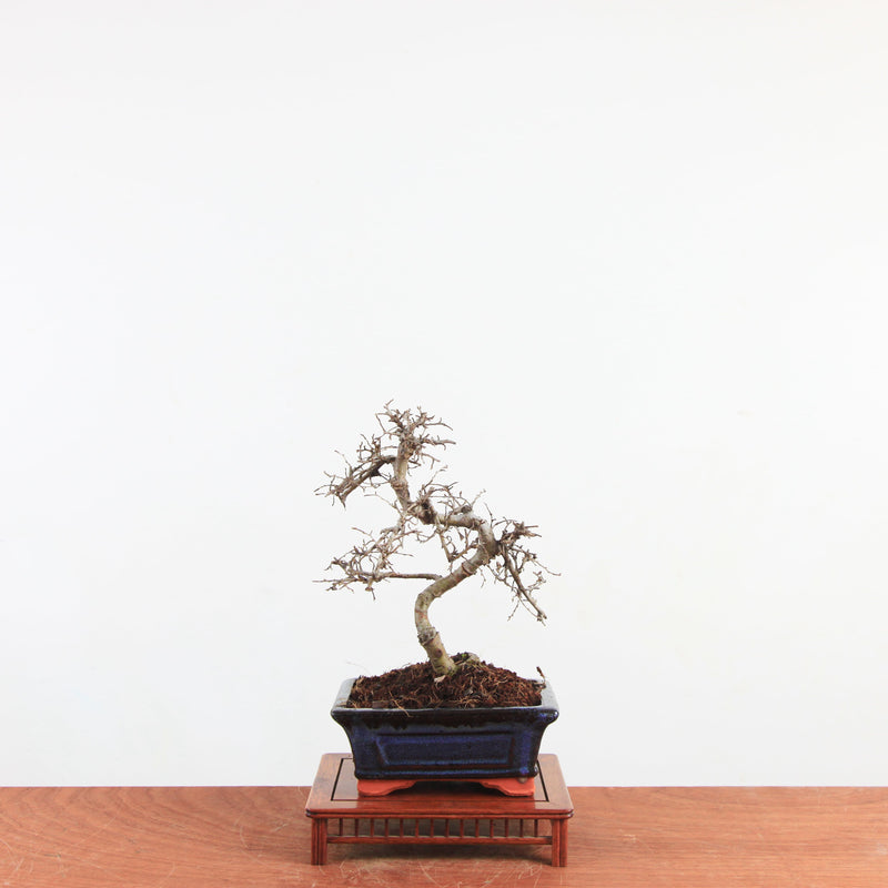 Bonsai Ulmus Parvifolia 'Chinese iep'