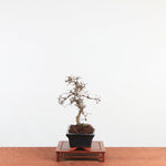 Bonsai Ulmus Parvifolia 'Chinese iep'