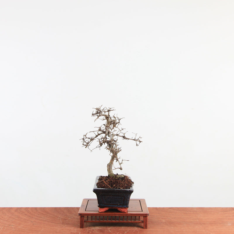 Bonsai Ulmus Parvifolia 'Chinese iep'