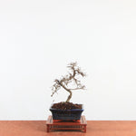 Bonsai Ulmus Parvifolia 'Chinese iep'