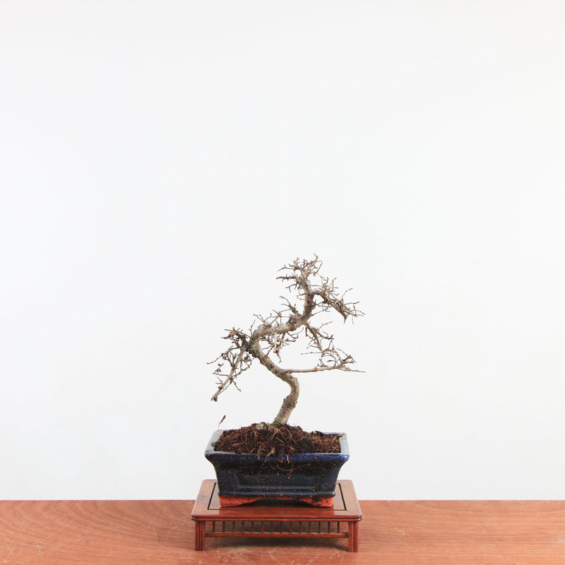 Bonsai Ulmus Parvifolia 'Chinese iep'