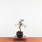 Bonsai Ulmus Parvifolia 'Chinese iep'