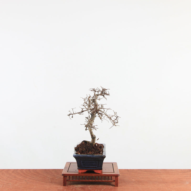 Bonsai Ulmus Parvifolia 'Chinese iep'