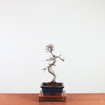Bonsai Ulmus Parvifolia 'Chinese iep'