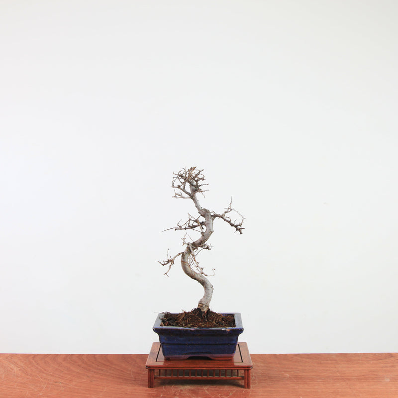 Bonsai Ulmus Parvifolia 'Chinese iep'