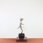 Bonsai Ulmus Parvifolia 'Chinese iep'