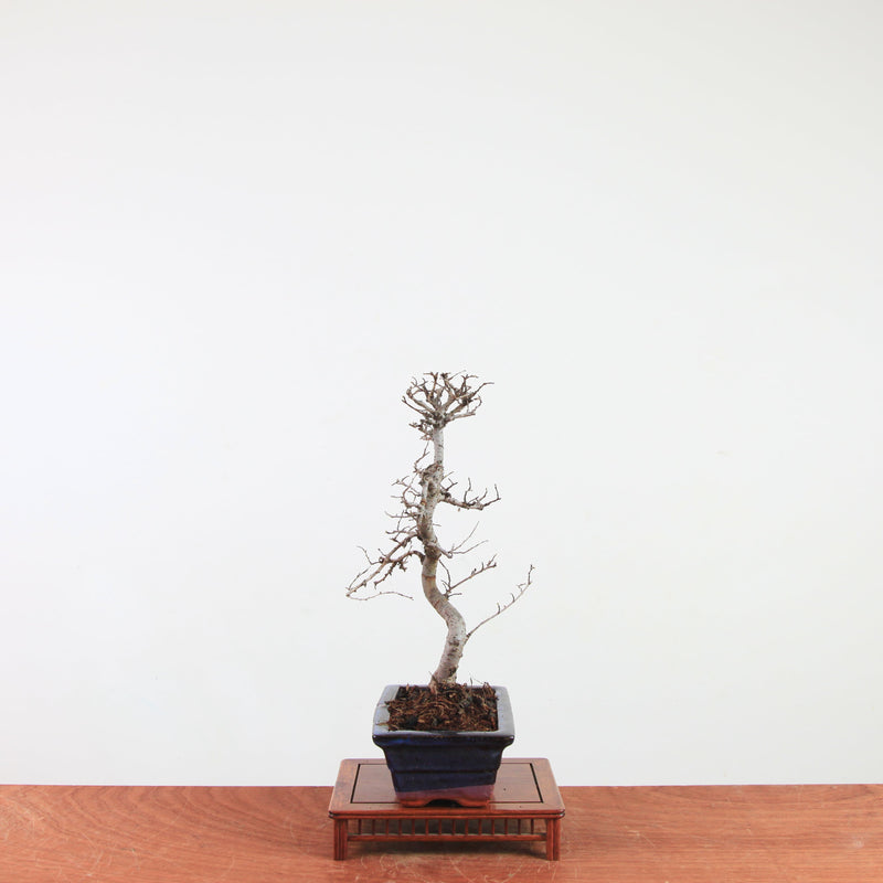 Bonsai Ulmus Parvifolia 'Chinese iep'