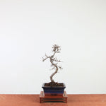 Bonsai Ulmus Parvifolia 'Chinese iep'