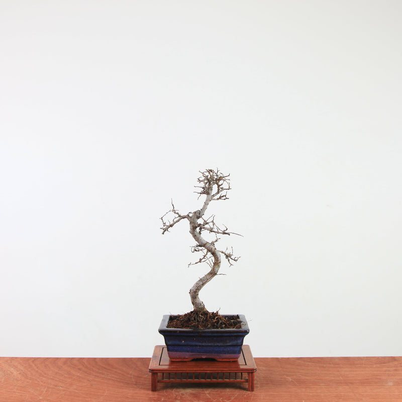 Bonsai Ulmus Parvifolia 'Chinese iep'