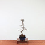 Bonsai Ulmus Parvifolia 'Chinese iep'