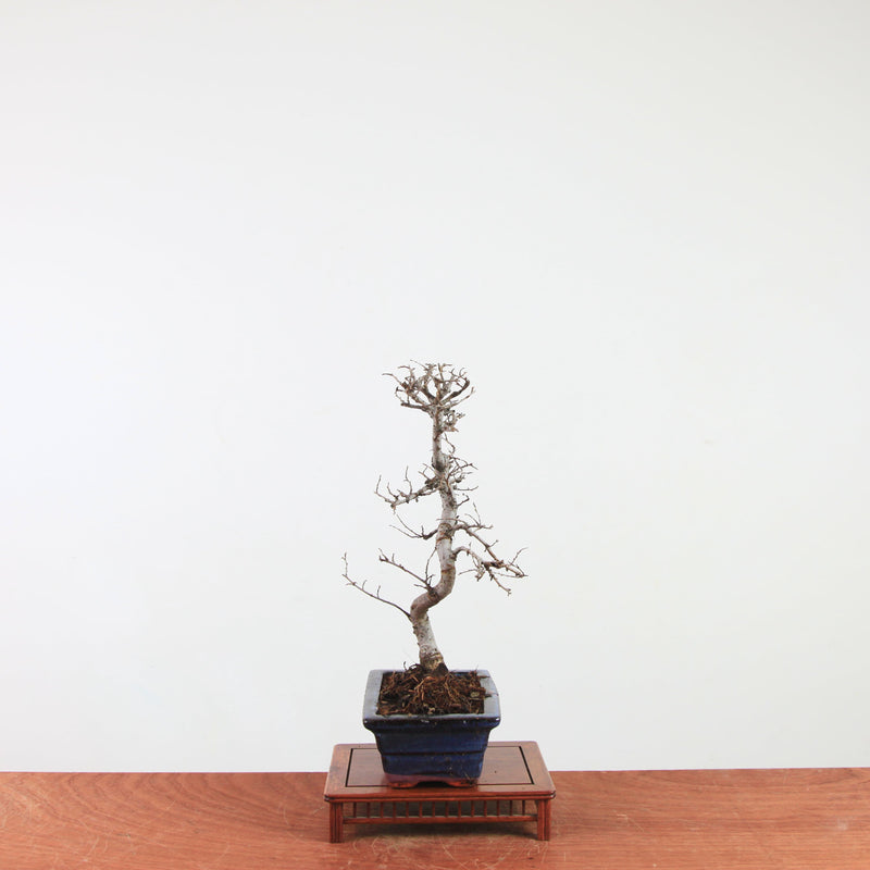 Bonsai Ulmus Parvifolia 'Chinese iep'