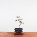 Bonsai Ulmus Parvifolia 'Chinese iep'