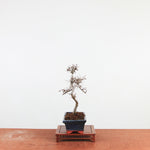Bonsai Ulmus Parvifolia 'Chinese iep'