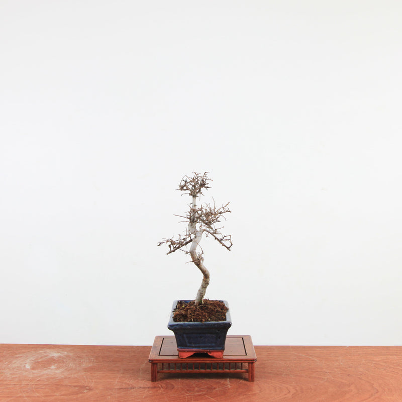 Bonsai Ulmus Parvifolia 'Chinese iep'