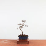 Bonsai Ulmus Parvifolia 'Chinese iep'