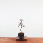 Bonsai Ulmus Parvifolia 'Chinese iep'