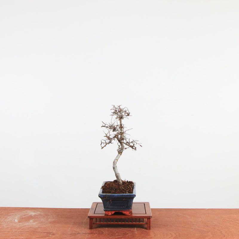 Bonsai Ulmus Parvifolia 'Chinese iep'