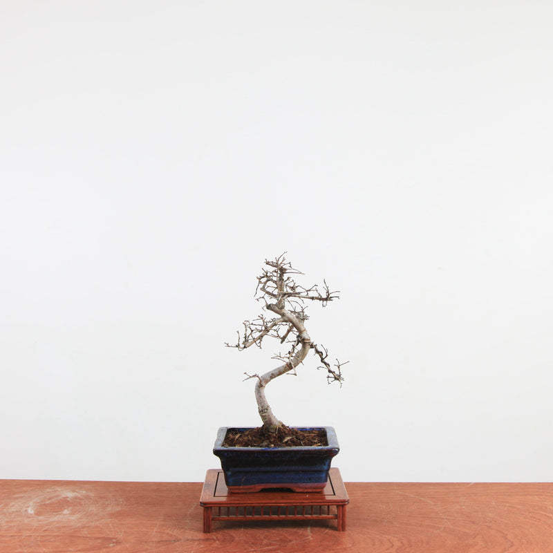 Bonsai Ulmus Parvifolia 'Chinese iep'