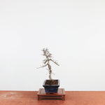 Bonsai Ulmus Parvifolia 'Chinese iep'