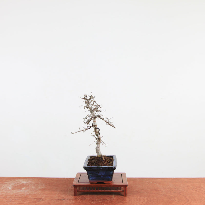 Bonsai Ulmus Parvifolia 'Chinese iep'