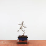 Bonsai Ulmus Parvifolia 'Chinese iep'