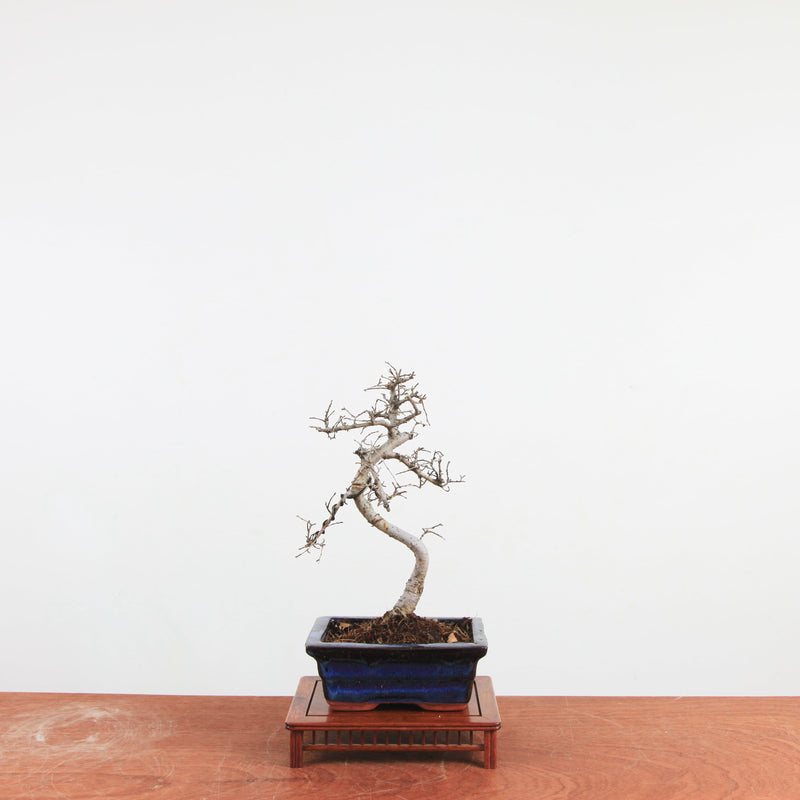 Bonsai Ulmus Parvifolia 'Chinese iep'