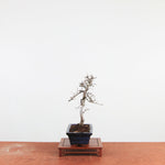 Bonsai Ulmus Parvifolia 'Chinese iep'