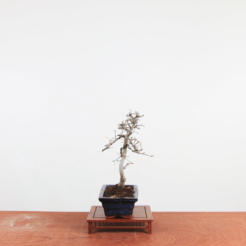 Bonsai Ulmus Parvifolia 'Chinese iep'